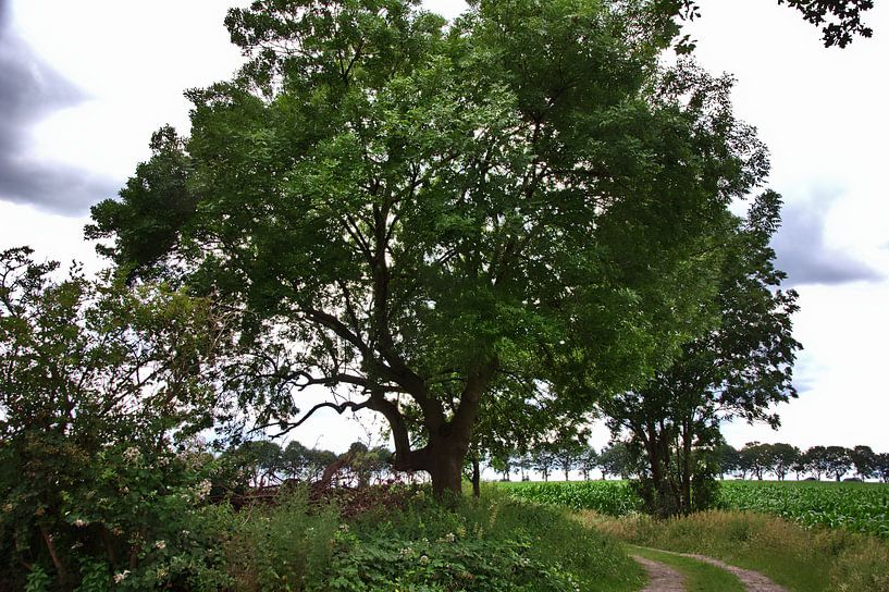 Arbres 2 par Edgar Schermaul