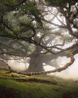 Windender Baum