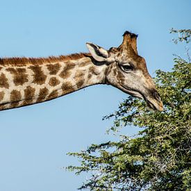 Giraffe eating by Alex Neumayer