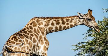 Giraffe eten van Alex Neumayer