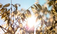 Backlight Autumn
