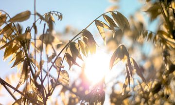 Tegenlicht Herfst van Niels Hemmeryckx