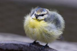 Jeune mésange bleue sur Patrick van Gemert