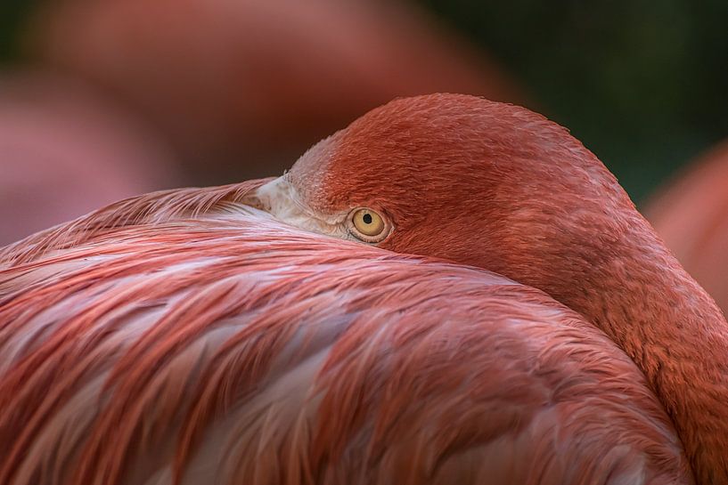 Flamigo von Tonny Verhulst