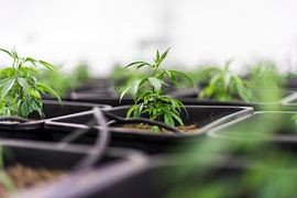 Medische Cannabis - CBD van Poster Art Shop