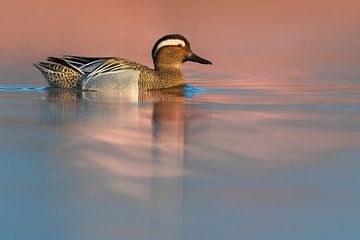 Garganey, Anas querquedula by AGAMI Photo Agency