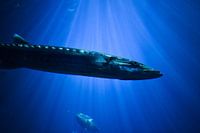 Beautiful barracuda