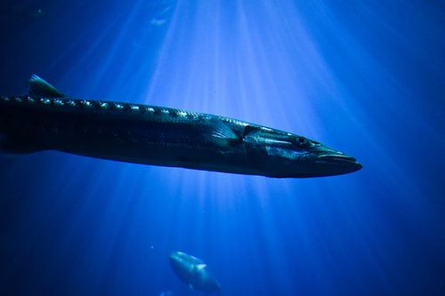 Magnifique barracuda