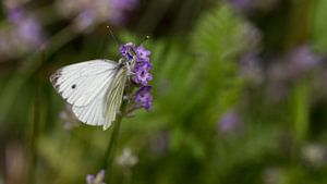 vlinder van anne droogsma