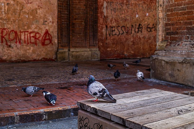 Duiven bij Santi Bartolomeo / Pigeons at Santi Bartolomeo van Klaske Kuperus