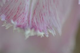 Dutch pink tulip by Weight4life