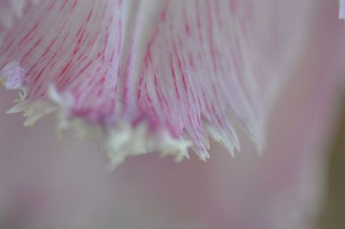 Tulipe rose néerlandaise