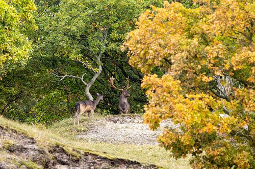 Damherten,  Onder het bladerdak van de herfst
