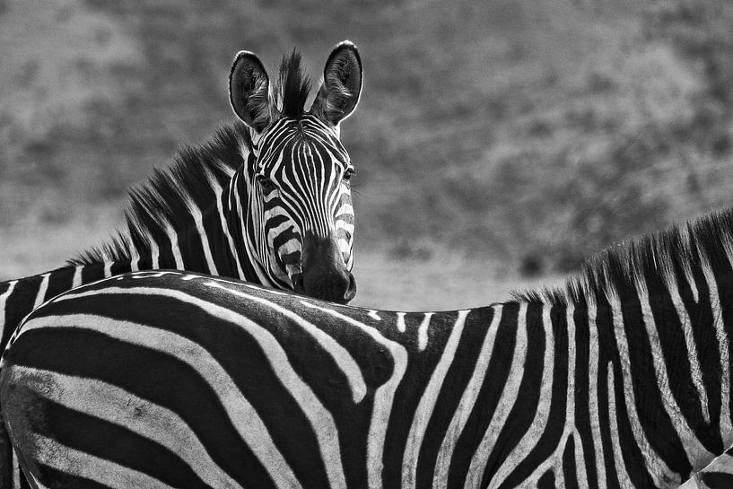 Zebra's in Akagera von paul snijders