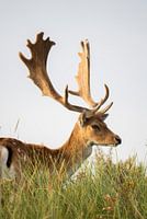 Damhirsche in freier Wildbahn (Niederlande)