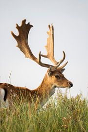 Damhirsche in freier Wildbahn (Niederlande) von Kevin Ike