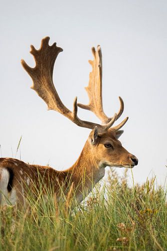 Damhert in het wild (Nederland)