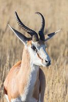 Springbock