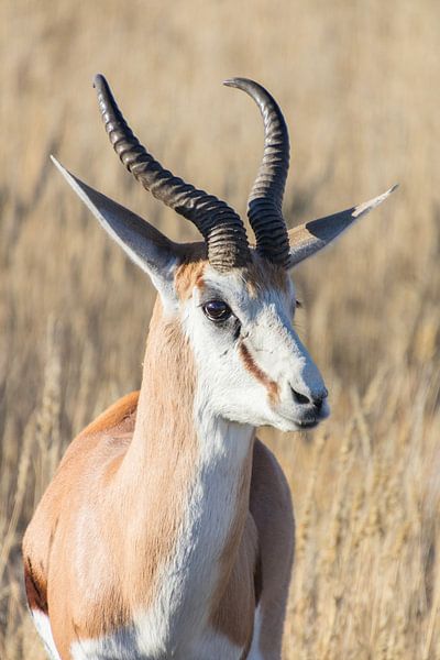 Springbok by Marijke Arends-Meiring