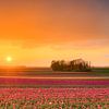 Coucher de soleil dans un champ de tulipes sur Michael Valjak