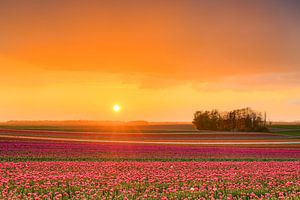 Coucher de soleil dans un champ de tulipes sur Michael Valjak