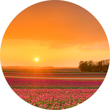 Zonsondergang in een tulpenveld van Michael Valjak