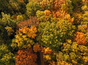 Herbstwald mit bunten Blättern von oben gesehen