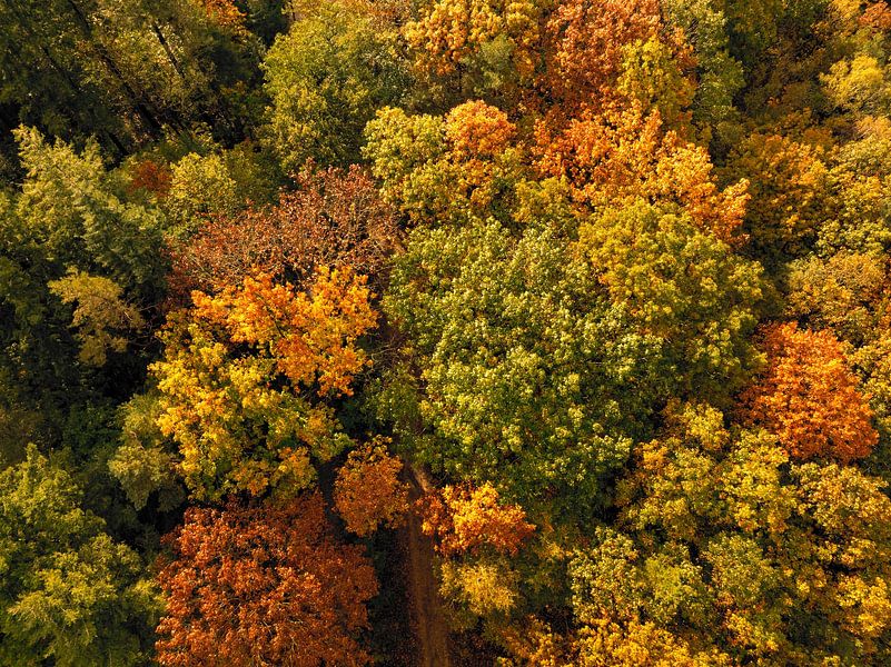 Autumn forest with colorful leaves seen from above by Sjoerd van der Wal Photography