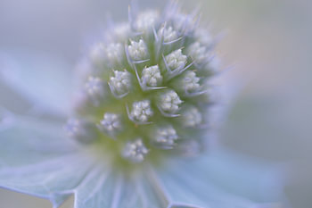 Traum in Blau