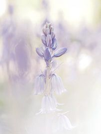 High key soft by Angela Kraan