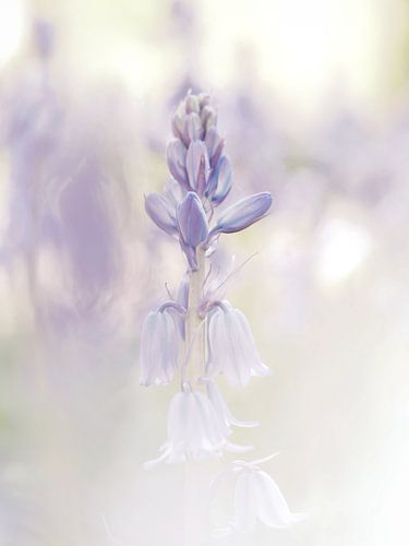 High key soft sur Angela Kraan