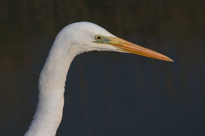 Grote Zilverreiger von Marcel Klootwijk