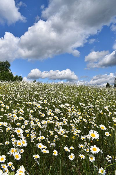 A daisy field under a cloudy sky by Claude Laprise