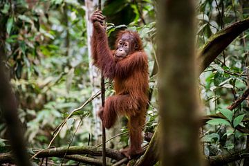 orangutan toddler by Corrine Ponsen