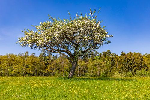 Blühender Obstbaum im Frühling von Werner Dieterich