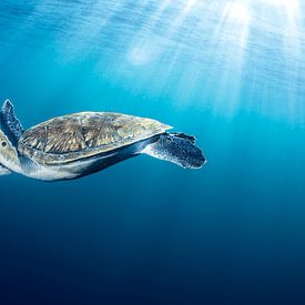 Blauwe drift, zeeschildpad van LISA DC