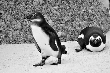 Blackfooted penguins on Boulders Beach near Cape Town South Africa by Truus Hagen