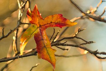 Ein einzelnes retrofarbiges Herbstblatt an einem Baum von Jolanda de Jong-Jansen