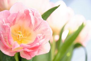 Nahaufnahme einer rosa Tulpe im Tulpenfeld