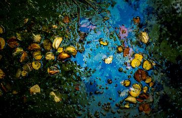 Autumn leaves floating on water 3 by Reinder Tasma