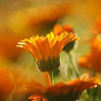 the orange crown