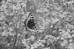 Der kleine Fuchs (Schmetterling) in schwarz-weiß.