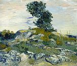 Felsen mit Baum, 1888 - Vincent van Gogh von 1000 Schilderijen Miniaturansicht