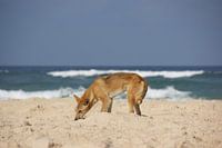 Chien dingo en Australie