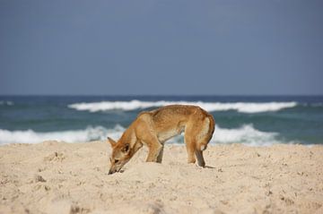 Dingo hond in Australië van Hélène Vermeulen