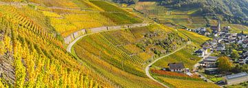 Vineyards in autumn, Mayschoss, Ahrtal by Walter G. Allgöwer