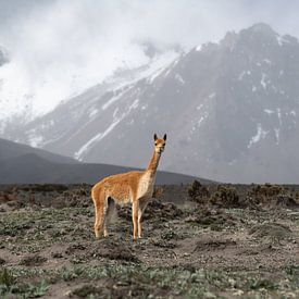 Le regard des Andes sur Lex van Doorn