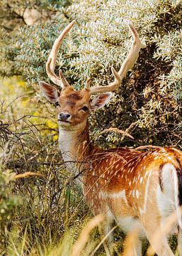 Fallow deer with magnificent antlers by Peter Boon
