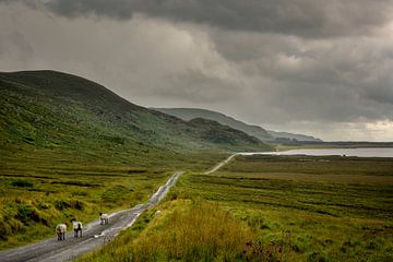 Het groene landschap van Easkey Bog, Ierland van Bo Scheeringa Photography