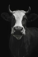 Portrait de vache en noir et blanc